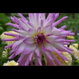 Meet your Posher, Hope